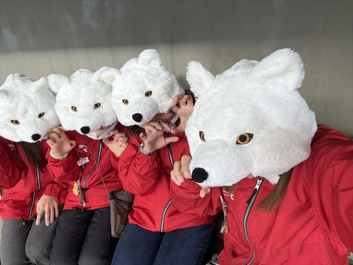 Nas_anikinShop's tweet image. 🐺１１月の新商品のお知らせ🐺
ホッキョクオオカミのもこもこ帽子が入荷しました✨
被ると耳まで暖かくて防寒対策にもバッチリです！
本日より那須どうぶつ王国売店で販売開始。12/1〜公式ネットショップ販売開始予定です！ぜひチェックしてみてください。
＃那須どうぶつ王国
＃オオカミ
＃帽子