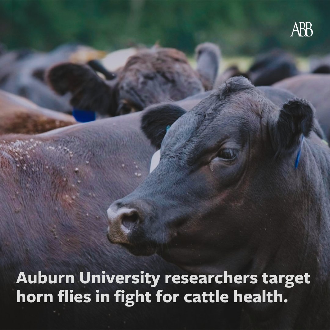 Angus Beef Bulletin Team tweet media