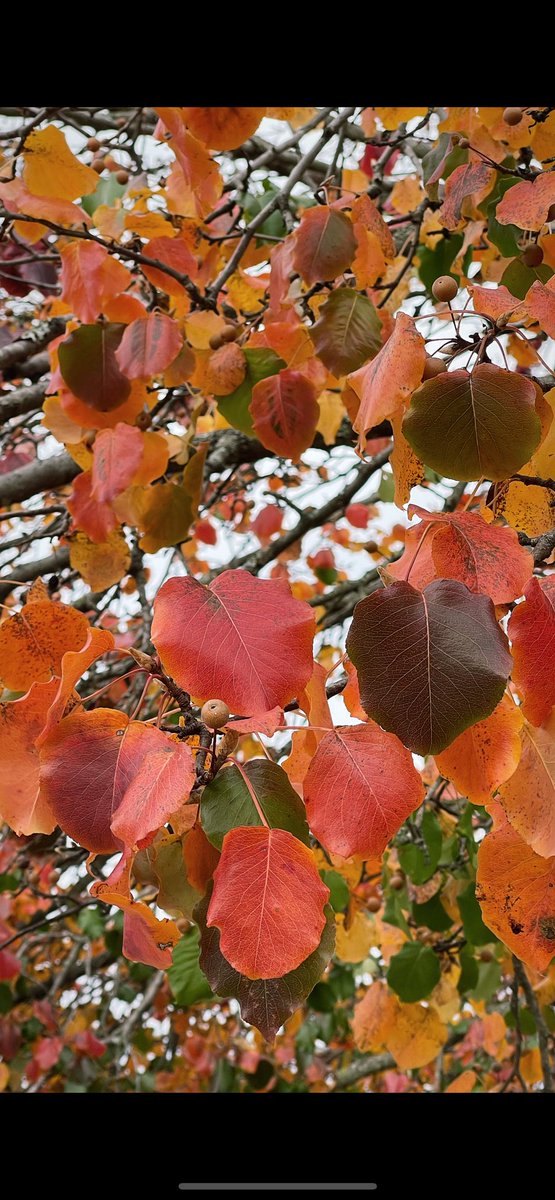 techroach98's tweet image. Bradford pear tree with all the Fall colors