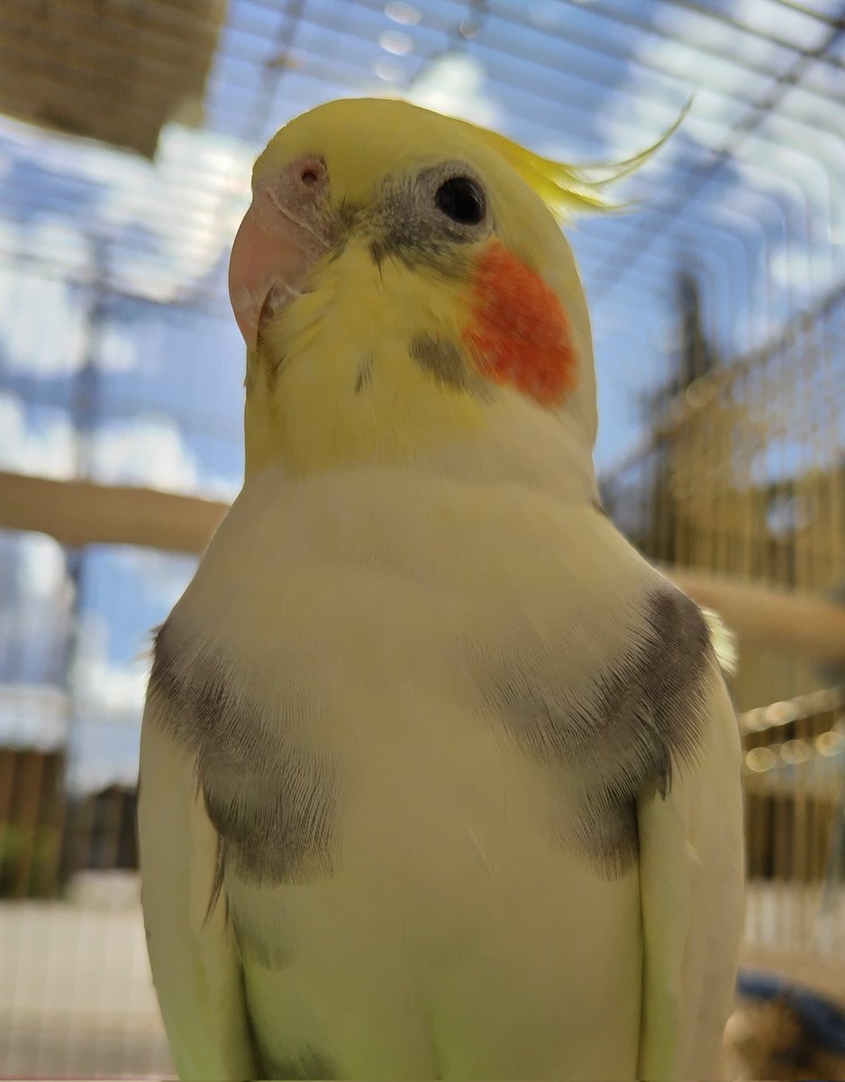 なつ君ぽかぽかだね〜😉
🐦️ね〜

#オカメインコ
#インコ
#日光浴