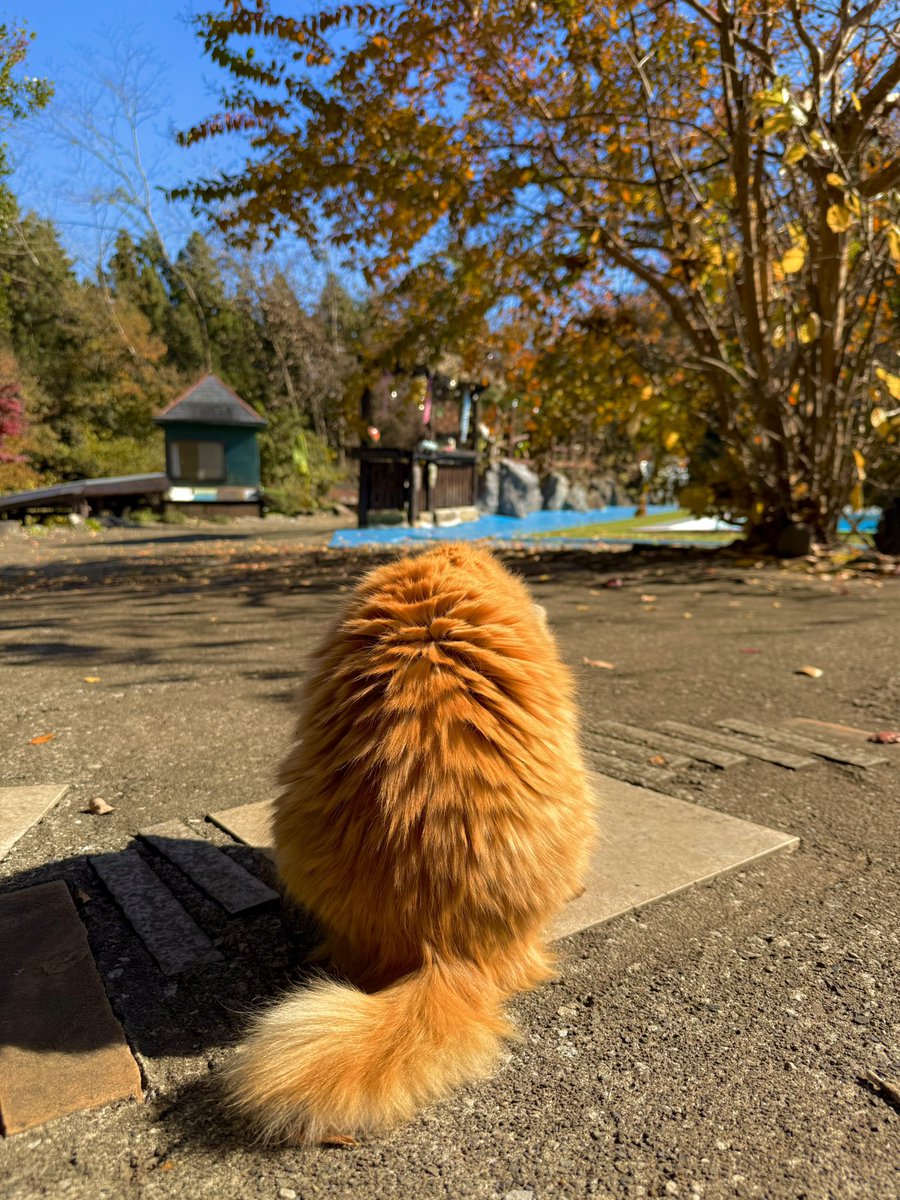 yuuthree_cc's tweet image. 本日の撮影地
天気めっちゃいい☀️