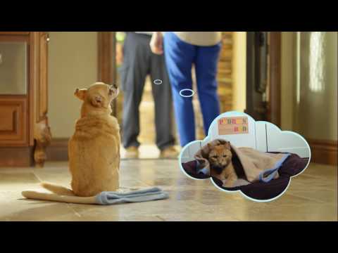 airtroinc's tweet image. Even dogs and cats want to be #comfortable youtu.be/7ka-bjR8ePk