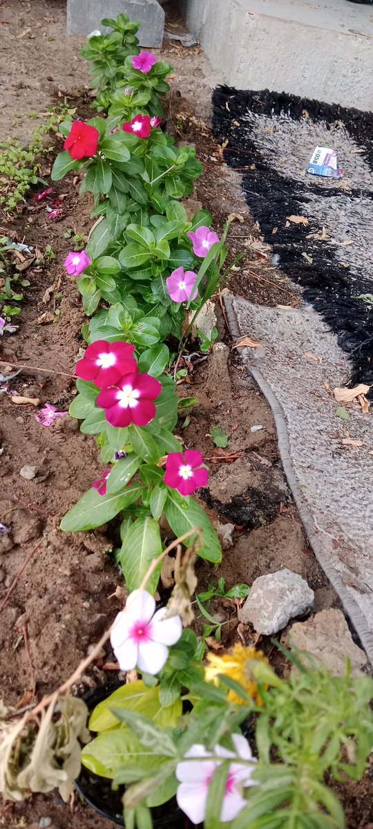 SelvaBSctwitz's tweet image. பூக்கள் பூத்துக் குலுங்கி சிரிப்பது போல், நாமும் மத்தவர்களிடம் சிரித்துக் கொண்டே மகிழ்ச்சியாக பயணிப்போம்..! ❤️

#saturdaymorning 🌷