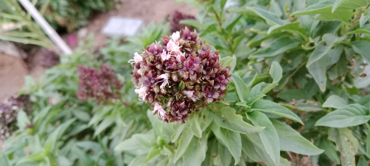 SelvaBSctwitz's tweet image. பூக்கள் பூத்துக் குலுங்கி சிரிப்பது போல், நாமும் மத்தவர்களிடம் சிரித்துக் கொண்டே மகிழ்ச்சியாக பயணிப்போம்..! ❤️

#saturdaymorning 🌷