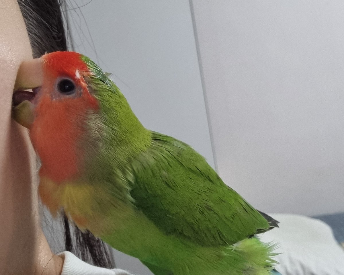 수박이 근황: 끈끈이 붙어서 떼내어지고 머리 손질중...ㅠ.ㅠ
너무 불쌍하다
이거땜에 머리 만질때마다 헤어스타일 달라짐...