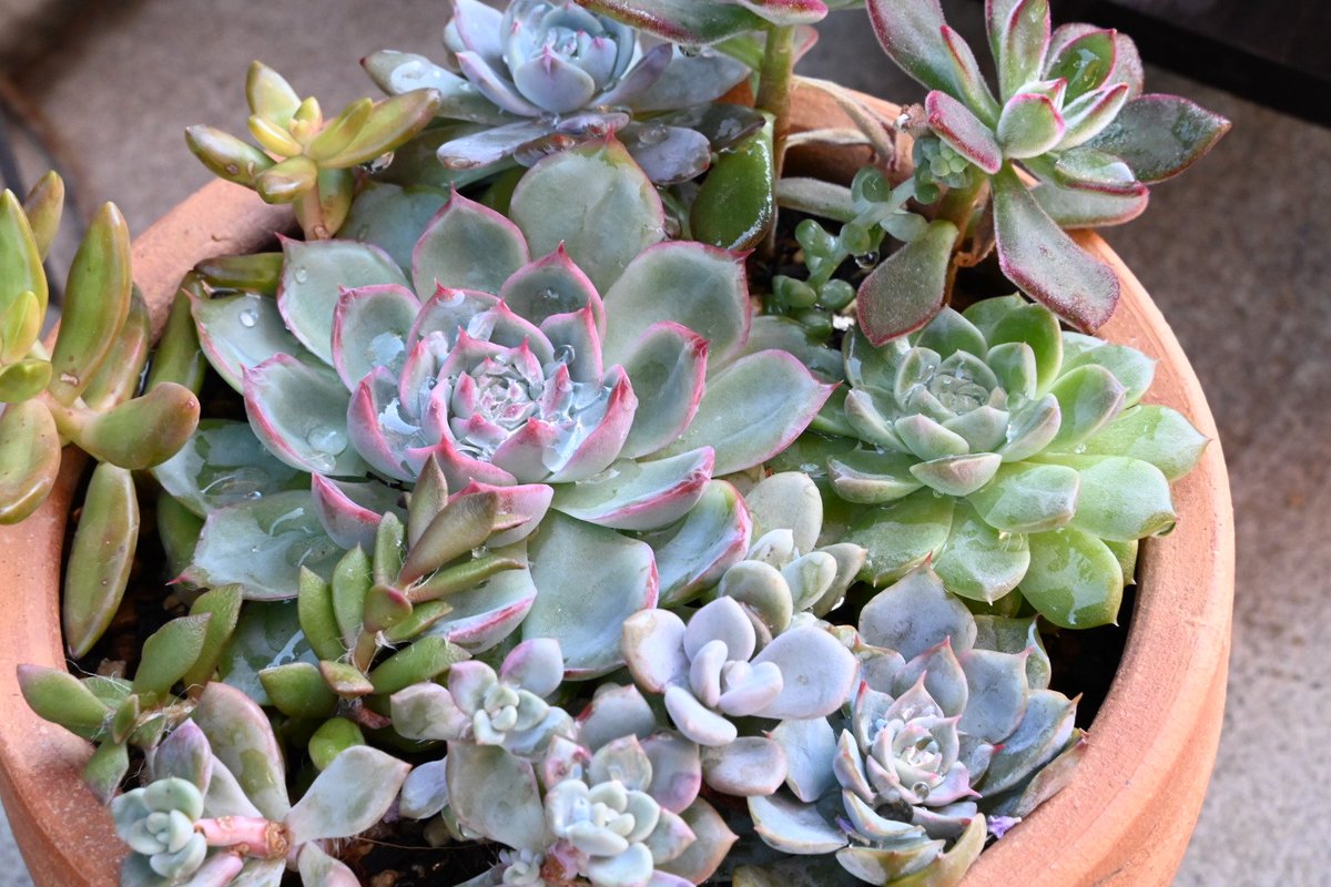 umeko_part3's tweet image. サフランが咲いたり多肉が紅葉したり