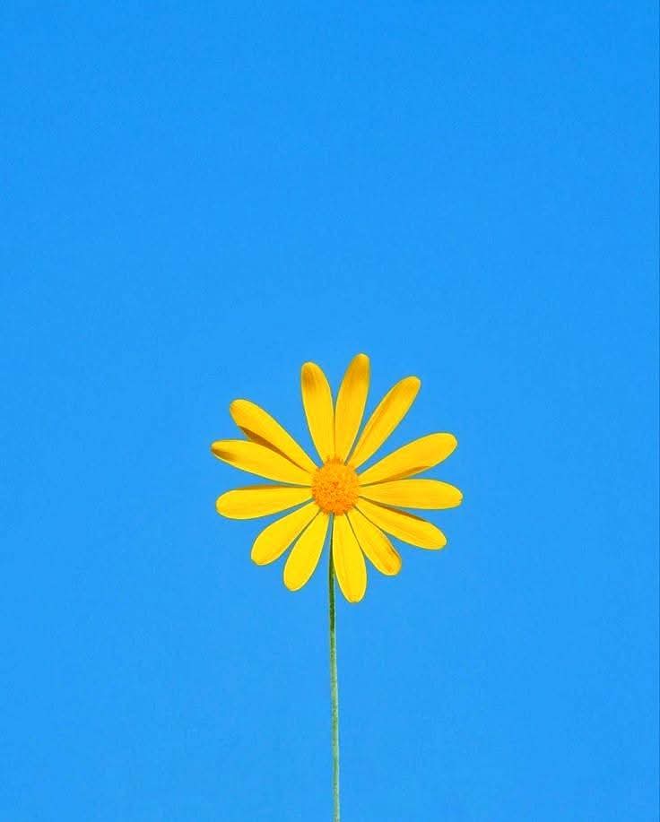 Bluesap26's tweet image. Assalam o alaikum 
Good morning everyone!!!