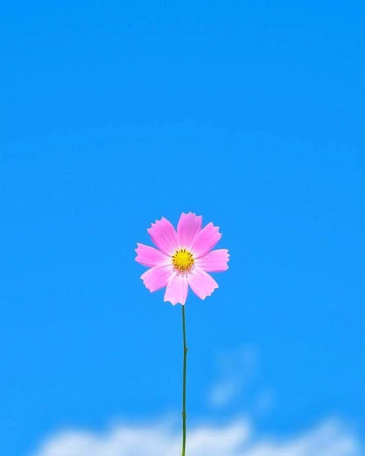 Bluesap26's tweet image. Assalam o alaikum 
Good morning everyone!!!