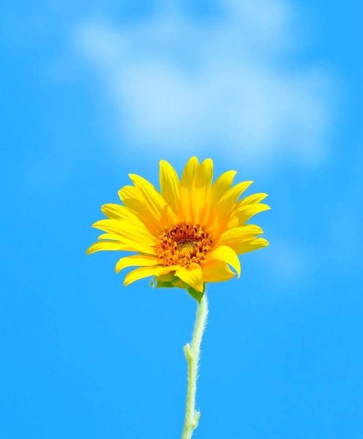 Bluesap26's tweet image. Assalam o alaikum 
Good morning everyone!!!