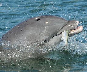 Wild Dolphin Project tweet media