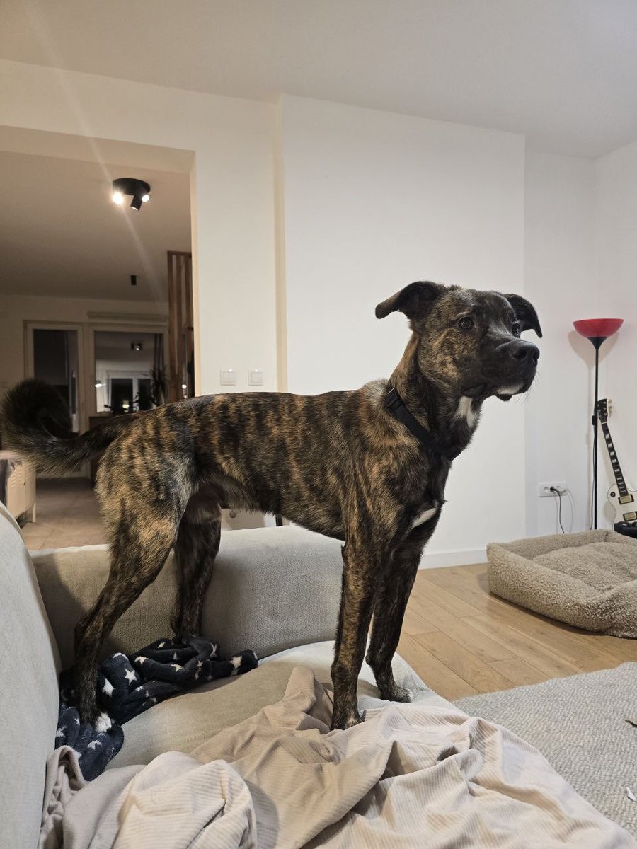 If there is, Chili would like one dog visa, por favor