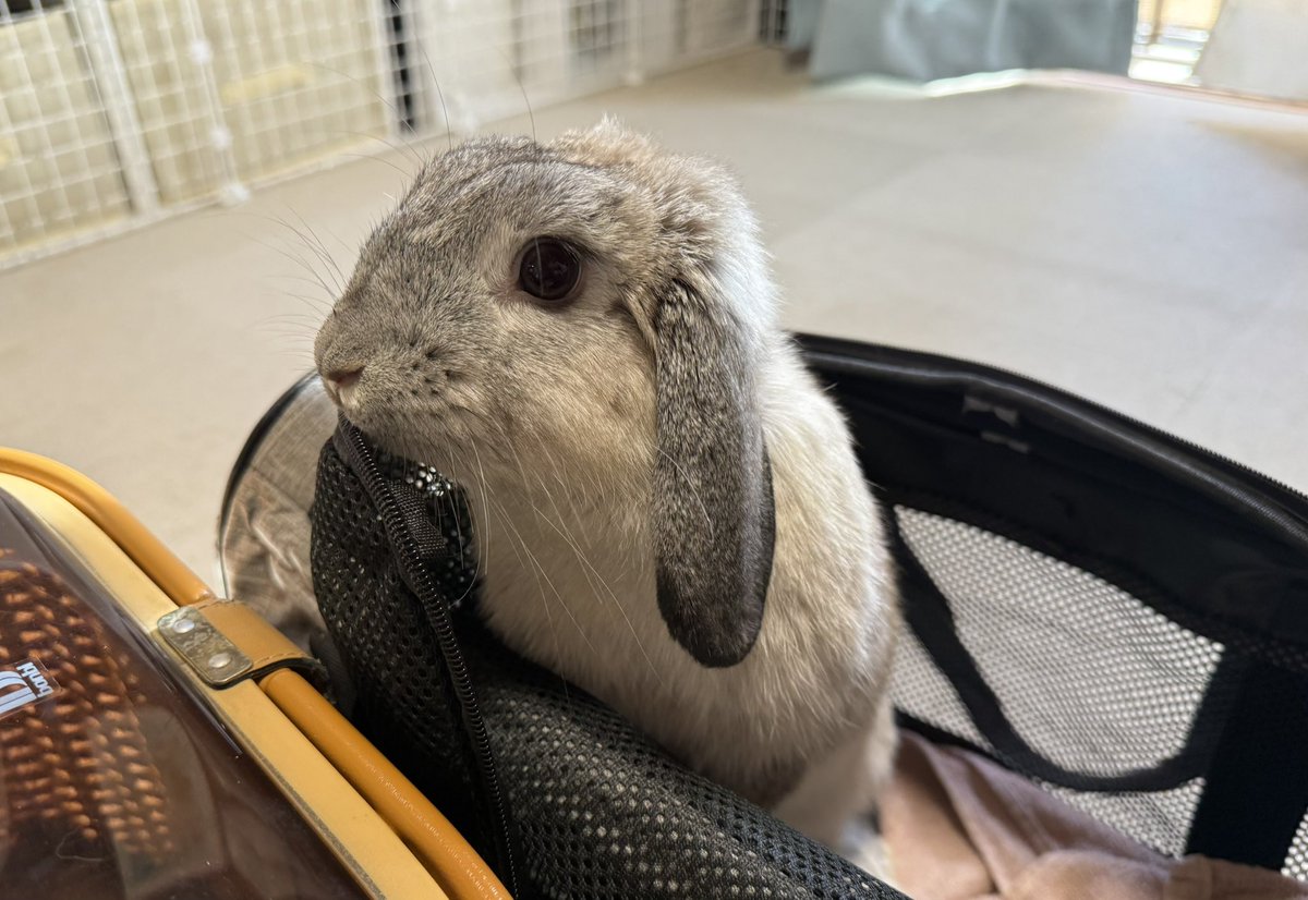 むく君と桃子丸ちゃん🐰💕🐰
うさフェス参加組🍀
準備して出発です🌸