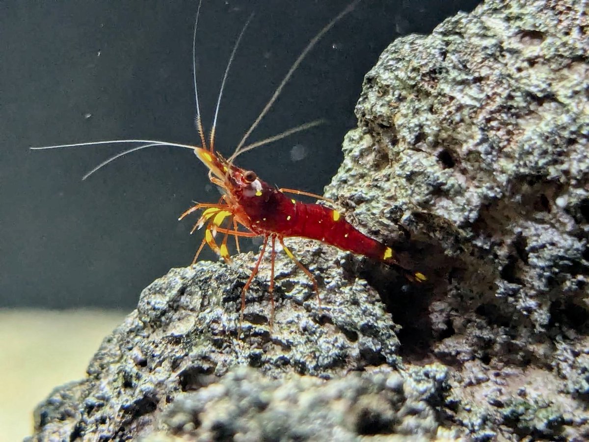 ebinokakato's tweet image. ebinokakatoの長嶋です🤖
　
【今週の入荷＆お得情報！！】
（スラウェシ新入荷シュリンプ有り📷）

今週末は3連休の特価品をご用意しましたのでご来店お待ちしております！

🎊チェリーシュリンプ全種類
🎊ビーシュリンプ系全種類
10匹以上お買い上げで
20%OFF＼(^o^)／

⏬️限定特価品⏬️…