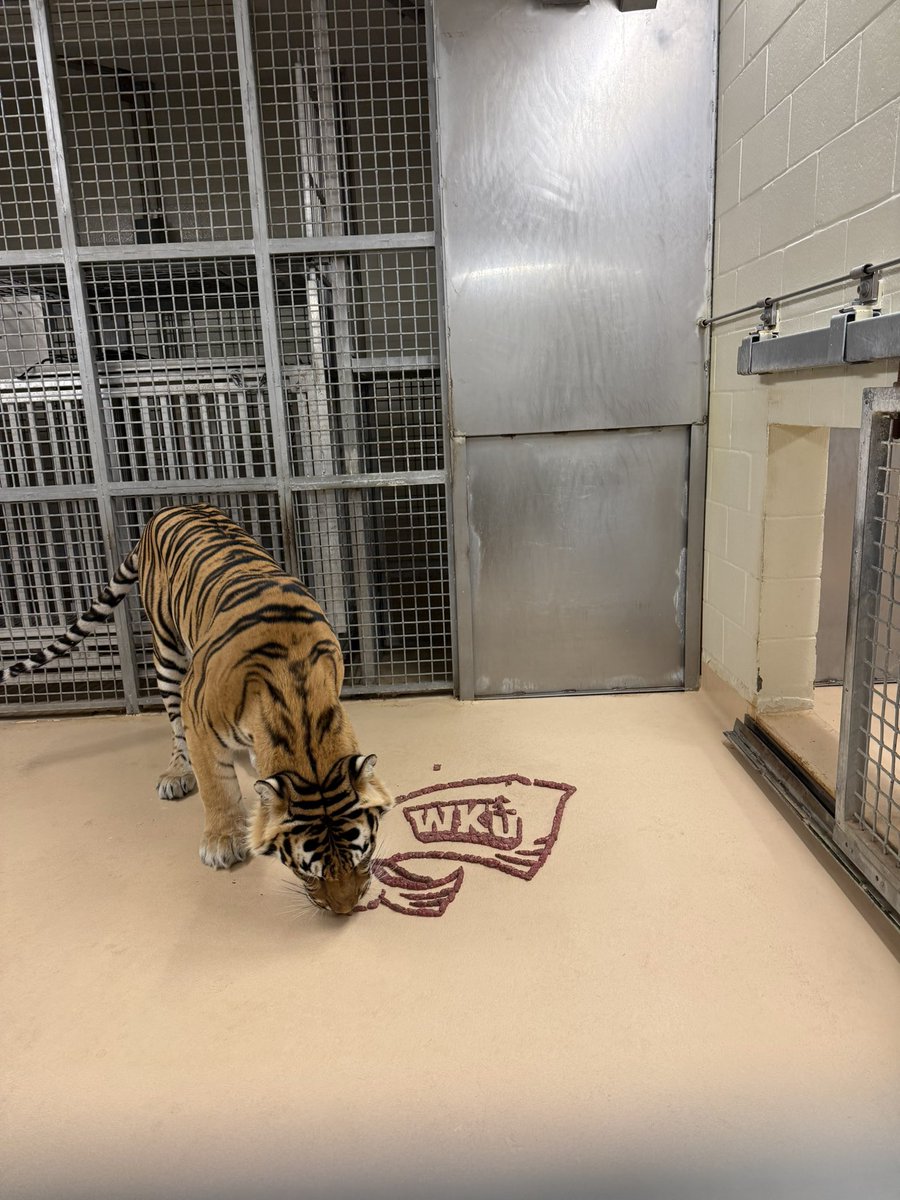 Mike VII tweet media