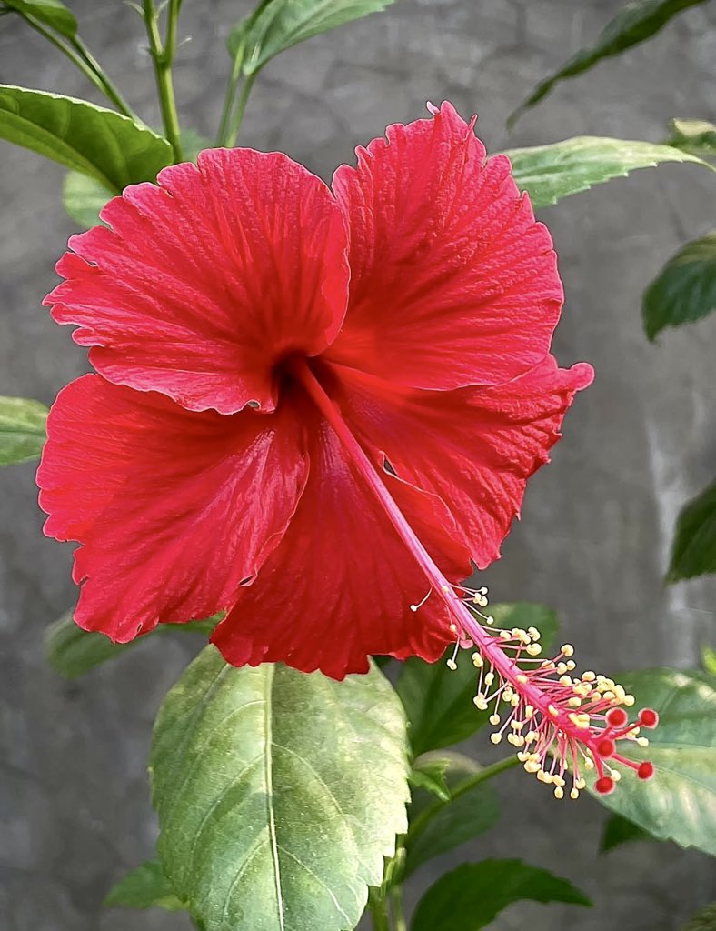 divya_sabaa's tweet image. Saw it..
Liked it..
So clicked it..!!