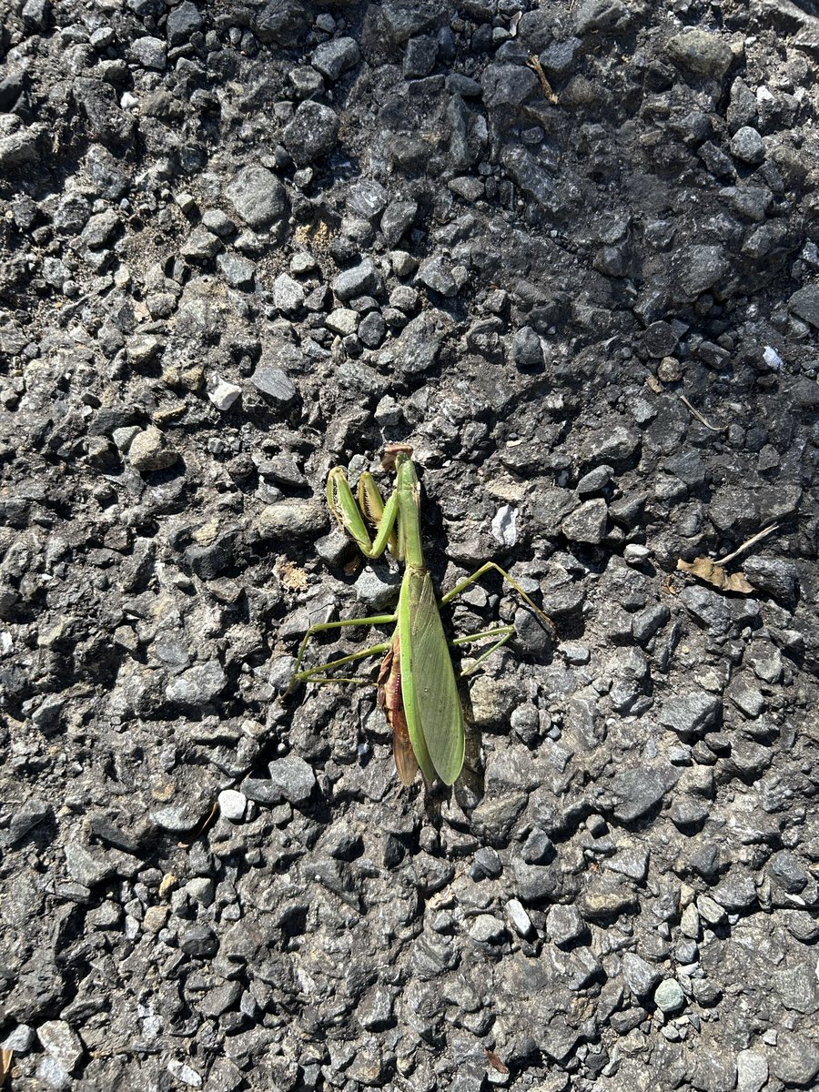 Yabugiris's tweet image. この時期あるあるの…