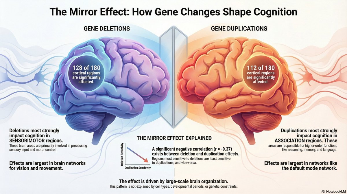 kkumar_iitkgp's tweet image. We are excited to share the pre-print of our work, co-led by @KazemSayeh, &quot;Mirror effect of genomic deletions and duplications on cognitive ability across the human cerebral cortex&quot;.

This paper is part PGC-CNV papers led by @sebatlab 

1st: @NotebookLM infographic :D

🧵