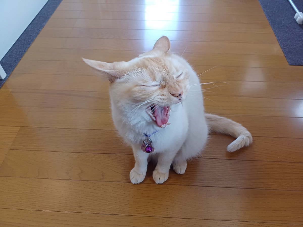 Hiroshi1970Cat's tweet image. ☀️🙋‍♀️❗おはよう笹かま♨️ひろし🌞
昨日は☺️ゆっくり♨️整ったゼ。今日もよろしく😃✌️

#ねこ宇宙 #看板ねこ #まねきねこ #笹かま猫 #ねこのいる整体サロン