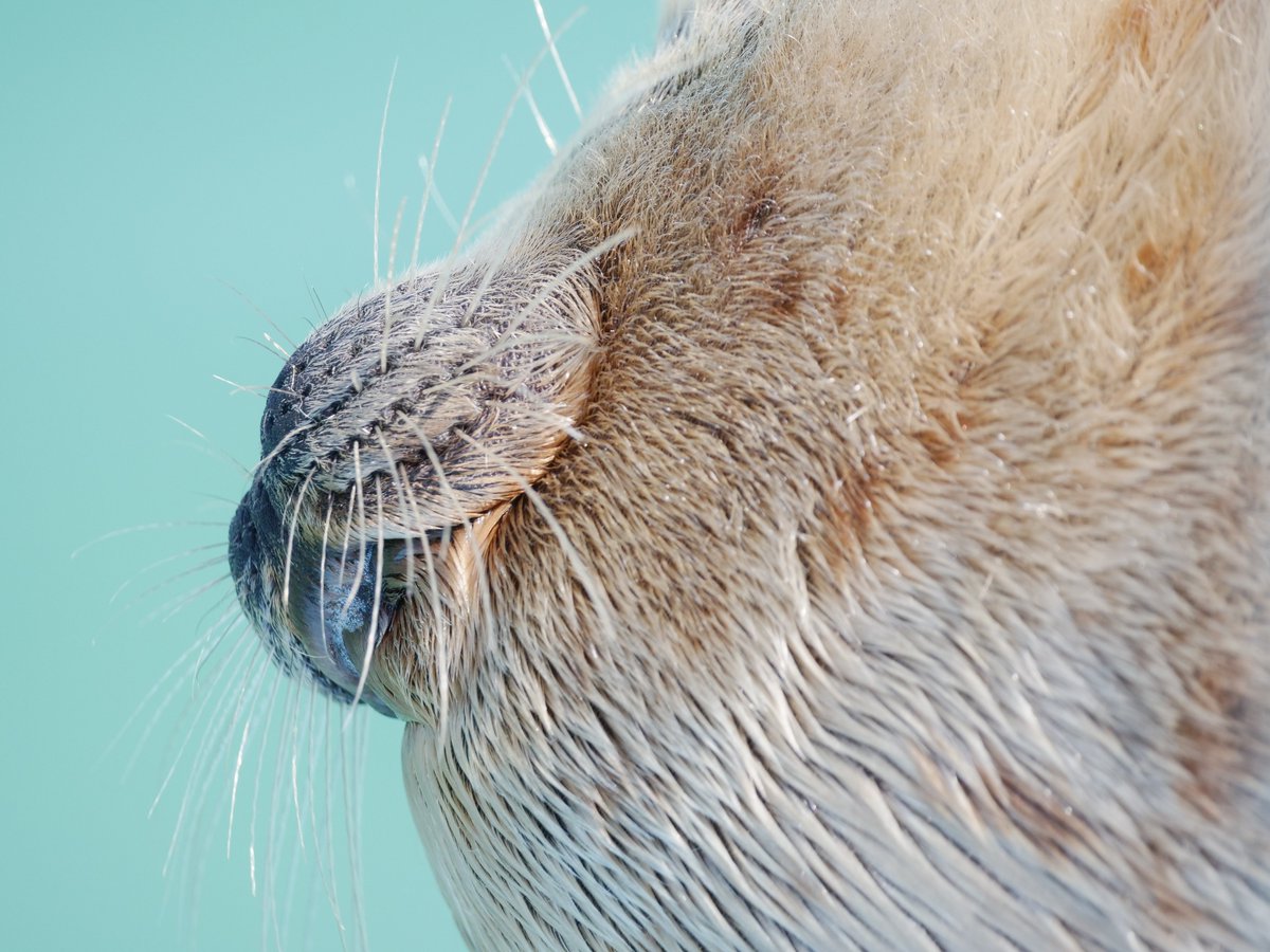 そこつう🦭 tweet media