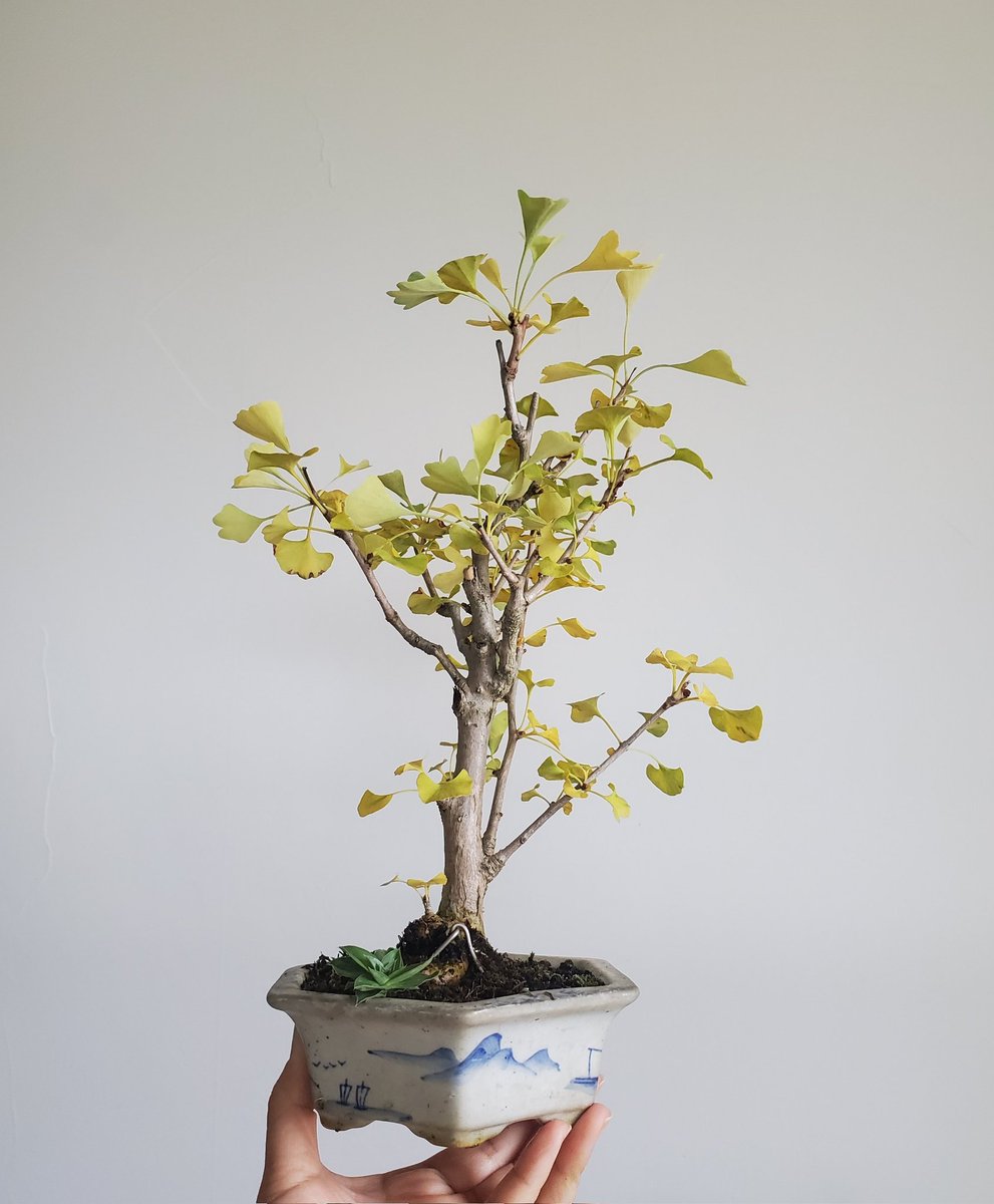 ぐみ (@bon35702099) / Posts / X