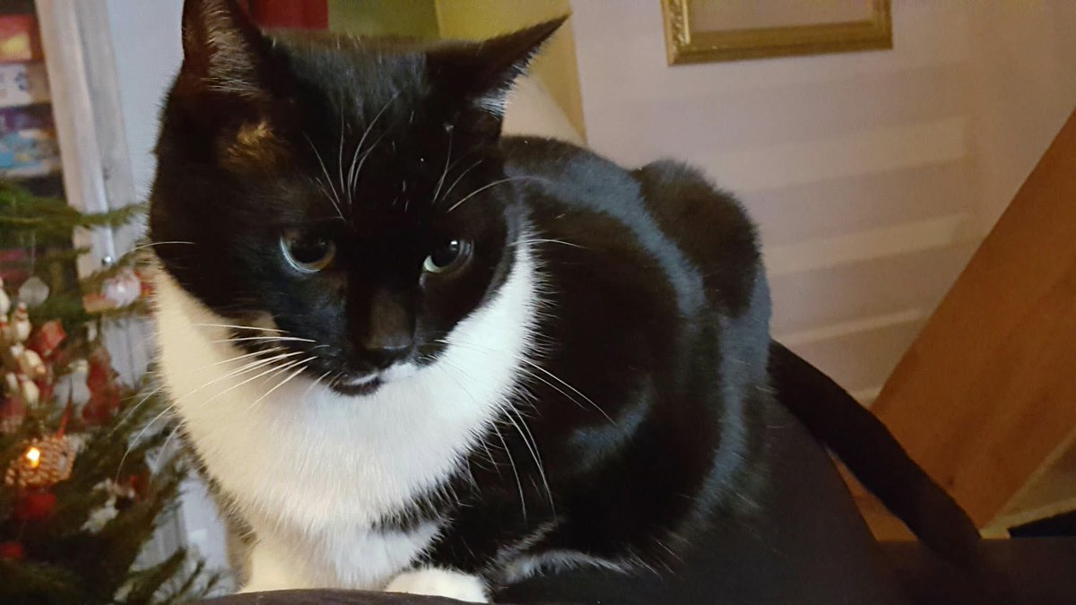 badgaljaja's tweet image. Mon tout premier bébé vient de mourir après 15 ans d’amour 🤍