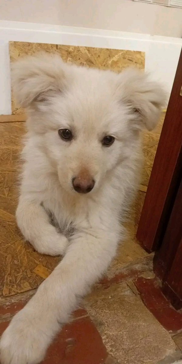 Помогите пристроить,нашла вот такое чудо на просп.Александровский,75,г.
Харьков.Оставить не могу,т.к.у меня 3 кота.Сегодня 21.11.25.тел.0665989062,0680650231