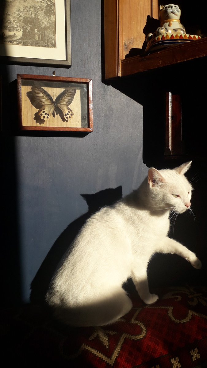 🤍🌞🖤Minty reaching into the shadows... #Caturday