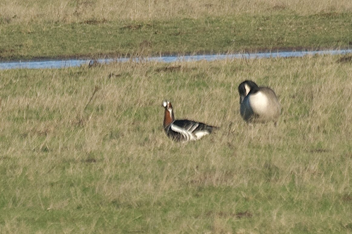 A rare visit to Wallasea Island for a Red fronted goose for the year, today. Ticked! <a href="/Natures_Voice/">RSPB</a> <a href="/EssexBirdNews/">EBwS Bird News</a> #birdwatching #BirdsSeenIn2025 #BirdsofX <a href="/RareBirdAlertUK/">RareBirdAlertUK</a>
