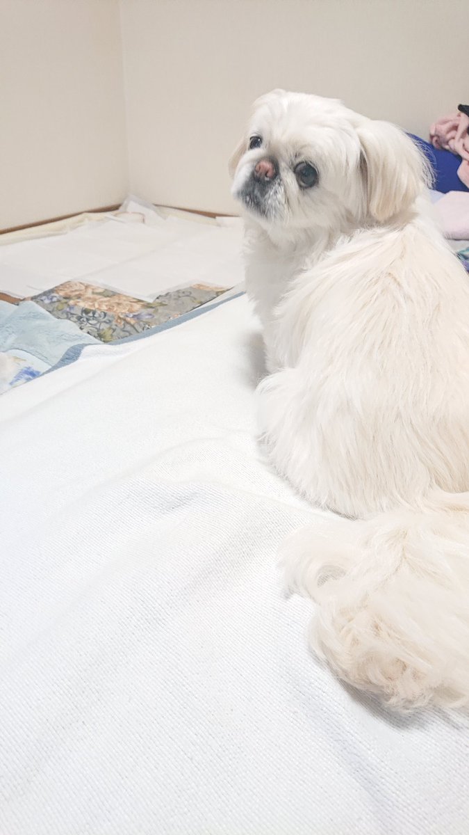 かおりん (@shiro0201_111) / Posts / X