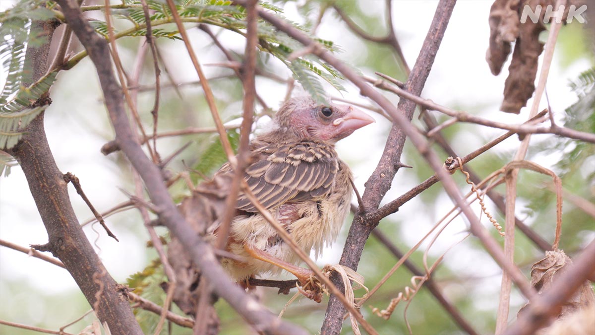 nhk_darwin's tweet image. 巣立ち後 親鳥に置いていかれる若鳥は
多くが命を落とします😢

しかし若鳥同士群れを作って
天敵から逃れたり食べ物を探したり

生き抜いた者たちは1ヶ月ほどすると
豊かな草のタネを求め旅立つんです

🟧23日 日曜夜7時30分～🟧
『“手抜き”で爆増！アフリカの鳥嵐を追え』
nhk.jp/darwin/