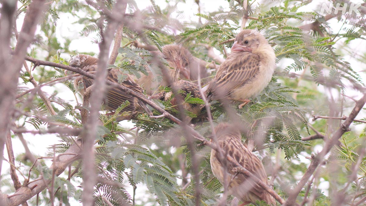 nhk_darwin's tweet image. 巣立ち後 親鳥に置いていかれる若鳥は
多くが命を落とします😢

しかし若鳥同士群れを作って
天敵から逃れたり食べ物を探したり

生き抜いた者たちは1ヶ月ほどすると
豊かな草のタネを求め旅立つんです

🟧23日 日曜夜7時30分～🟧
『“手抜き”で爆増！アフリカの鳥嵐を追え』
nhk.jp/darwin/