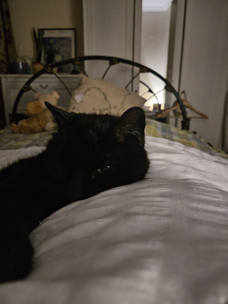 This is my beautiful, 16 yo black cat, Tommy... he just loves nighttime cuddles, and this is where he sleeps all night... who else's cat does this?
#blackcat #CatsOfTwitter
