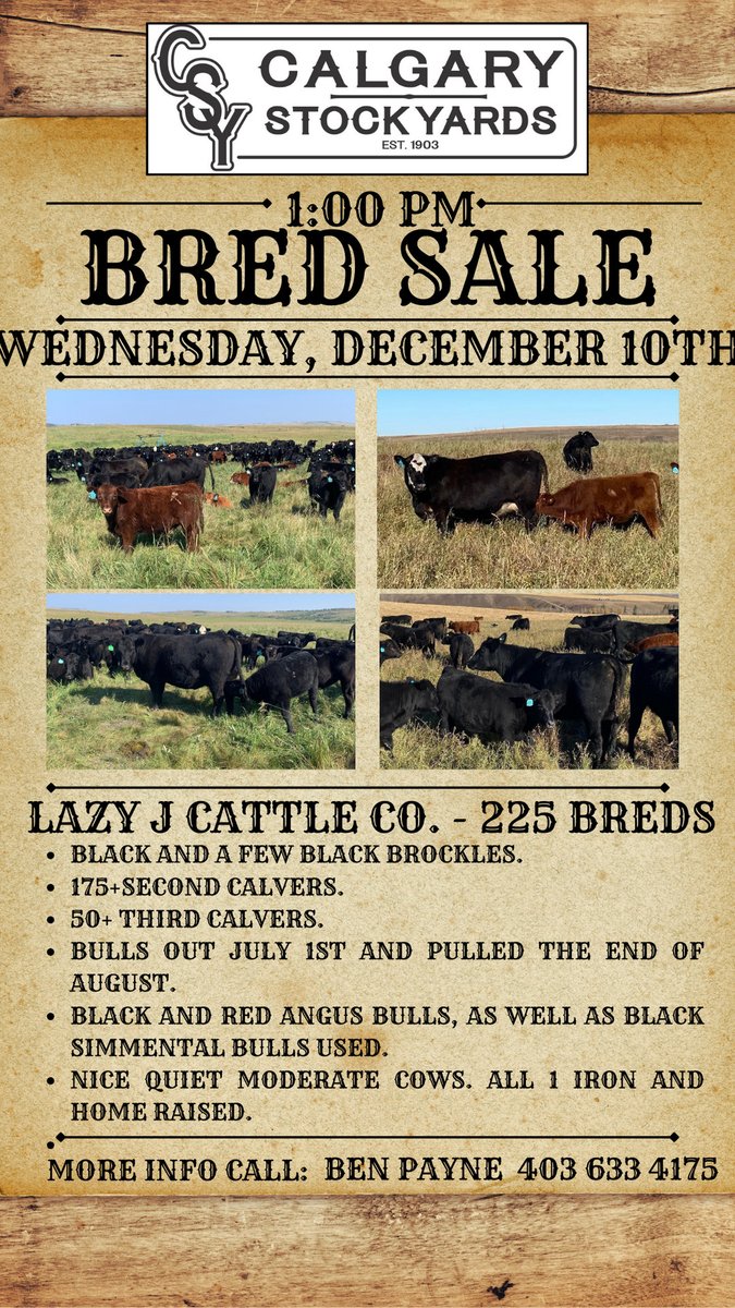 CSYStrathmore's tweet image. Lazy J Cattle Co. - 225 Breds
Wednesday, December 10th at 1 PM
-Black and a few black brockles. 175+second Calvers. 50+ third Calvers.

calgarystockyards.com/bred-sales

Sale catalogue &amp;amp; online Live bidding available at teamauctionsales.com!

See you at the market!

://wix.to/pYfil66