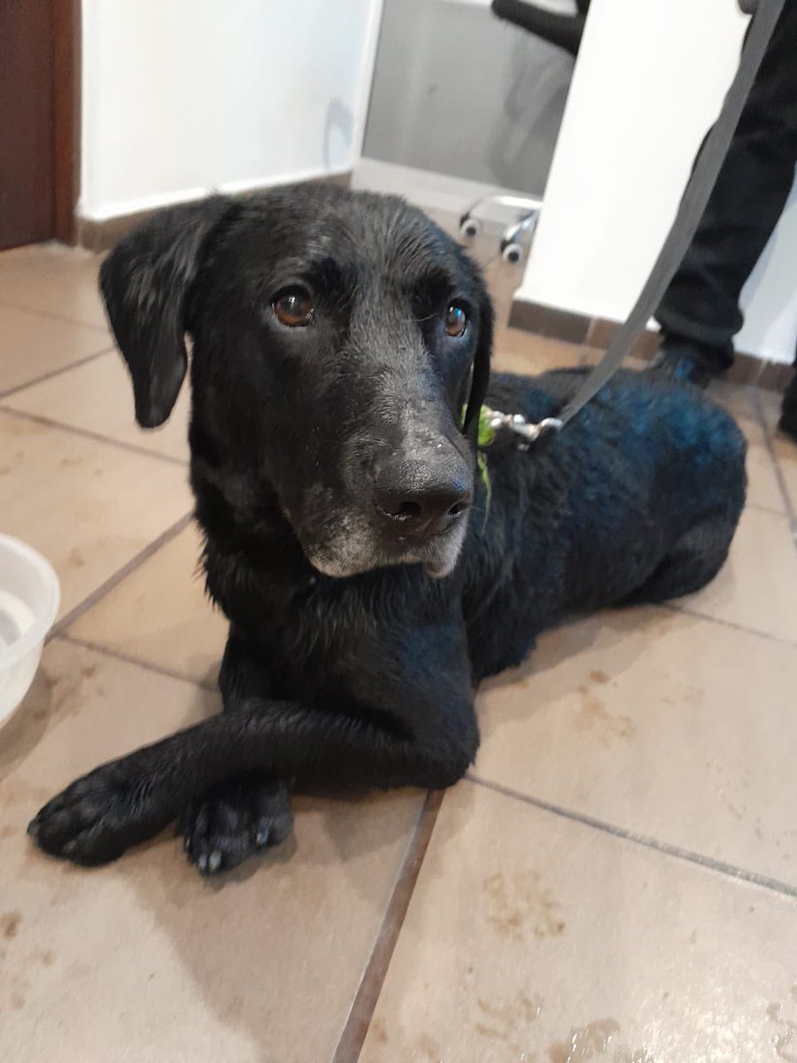 Lala_feto's tweet photo. Encontramos este perro en la carrera 1b con 54 en Chapinero Bogotá. Tiene una pañoleta verde. Está esterilizado y es muy tranquilo.
Si alguien lo reconoce por favor escribirme por DM https://t.co/lnywx6UVuu
