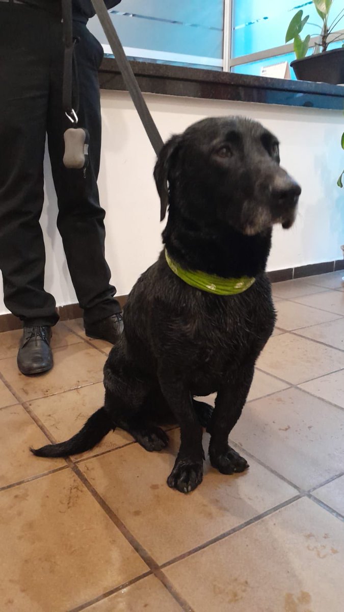 Lala_feto's tweet photo. Encontramos este perro en la carrera 1b con 54 en Chapinero Bogotá. Tiene una pañoleta verde. Está esterilizado y es muy tranquilo.
Si alguien lo reconoce por favor escribirme por DM https://t.co/lnywx6UVuu