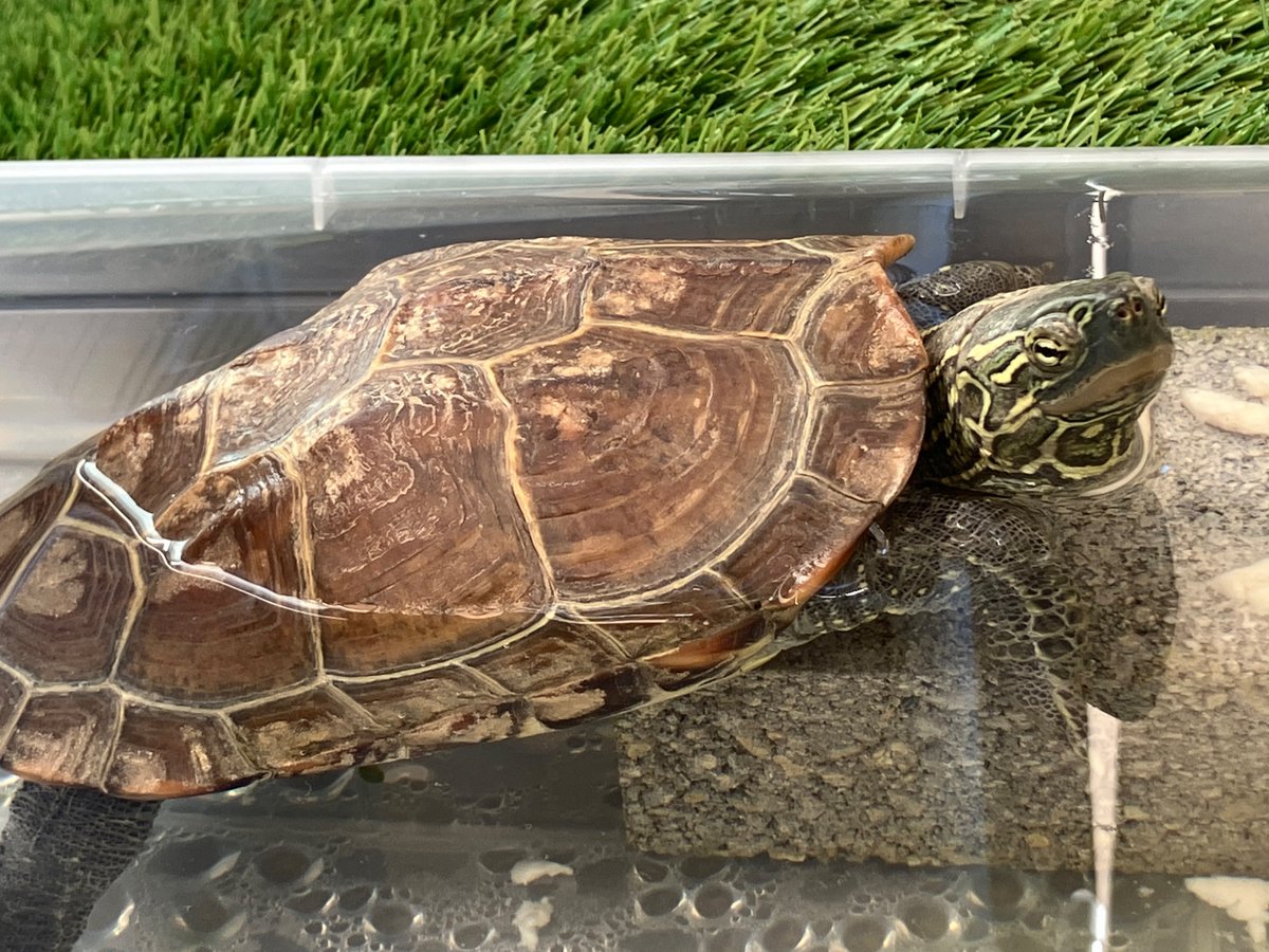 亀さん別居 (@ylGBDXxEch64994) / Posts / X