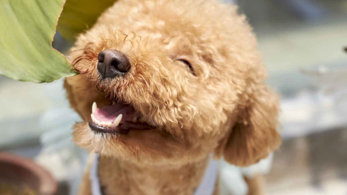 FantasyWorldRes's tweet photo. 🐾🍁 Planning a #getaway for #Thanksgiving? Don't leave your furry friends behind! Book one of our pet-friendly villas so the whole family can be together over the holiday! Max 65lbs/pet with a two pet limit for $125+ pet fee/pet. Reserve your spot at https://t.co/f5TALSFTLK. https://t.co/M5S5BzTKKq