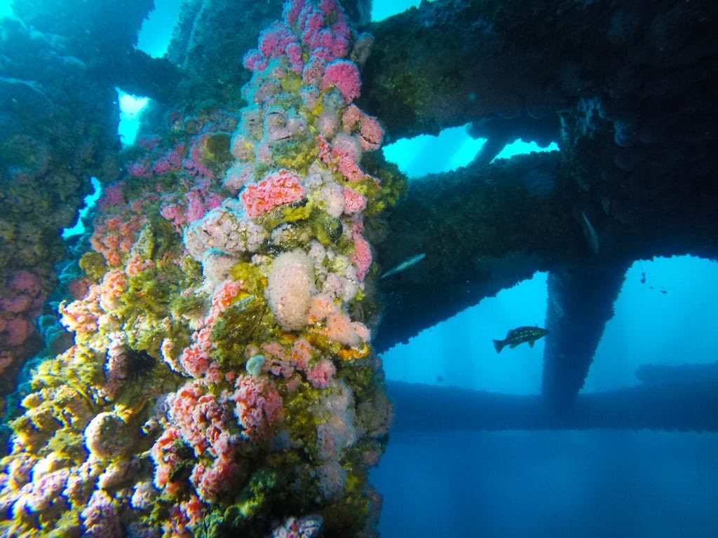 ScienceWeekly's tweet image. Beneath the surface of California’s offshore oil platforms lies some of the most productive ecosystems on Earth.
open.substack.com/pub/california…