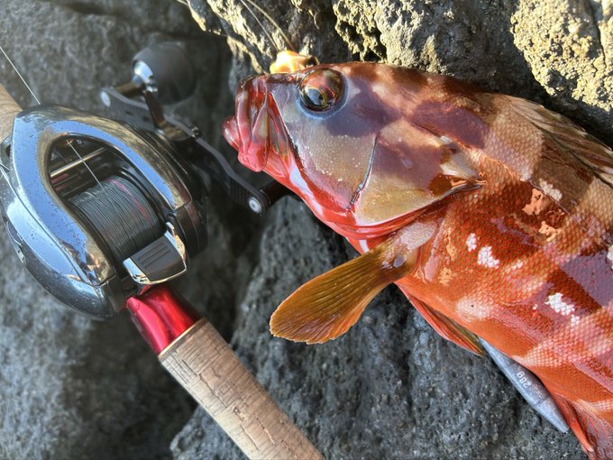 フィーッシュ!!ジンガサで即席の胴付き仕掛け作ってサーチしてたら30cmのアカハタが釣れたワン!石垣鯛かと思ったぐらい引いた元気なヤツ!長さの割に体高あって美味しそうだしお持ち帰りだワン