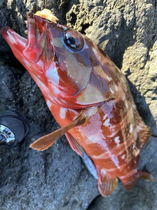 フィーッシュ!!ジンガサで即席の胴付き仕掛け作ってサーチしてたら30cmのアカハタが釣れたワン!石垣鯛かと思ったぐらい引いた元気なヤツ!長さの割に体高あって美味しそうだしお持ち帰りだワン💖 