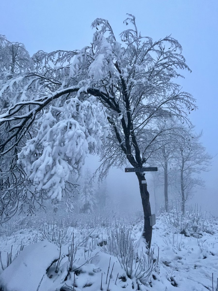 ExploringSlo's tweet image. Foggy, snowy, cold days like this—I actually kind of love them 🤷🏻‍♀️ Anyone else?
