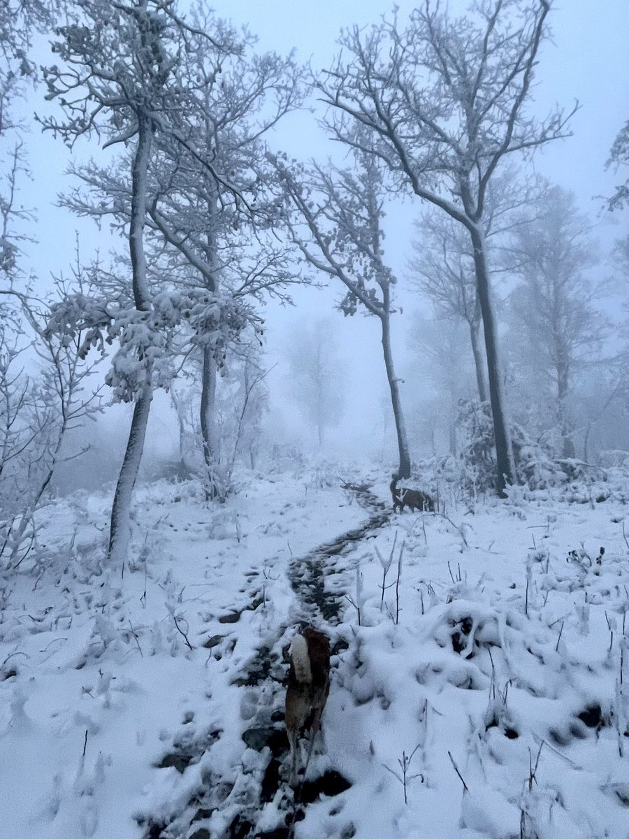 ExploringSlo's tweet image. Foggy, snowy, cold days like this—I actually kind of love them 🤷🏻‍♀️ Anyone else?