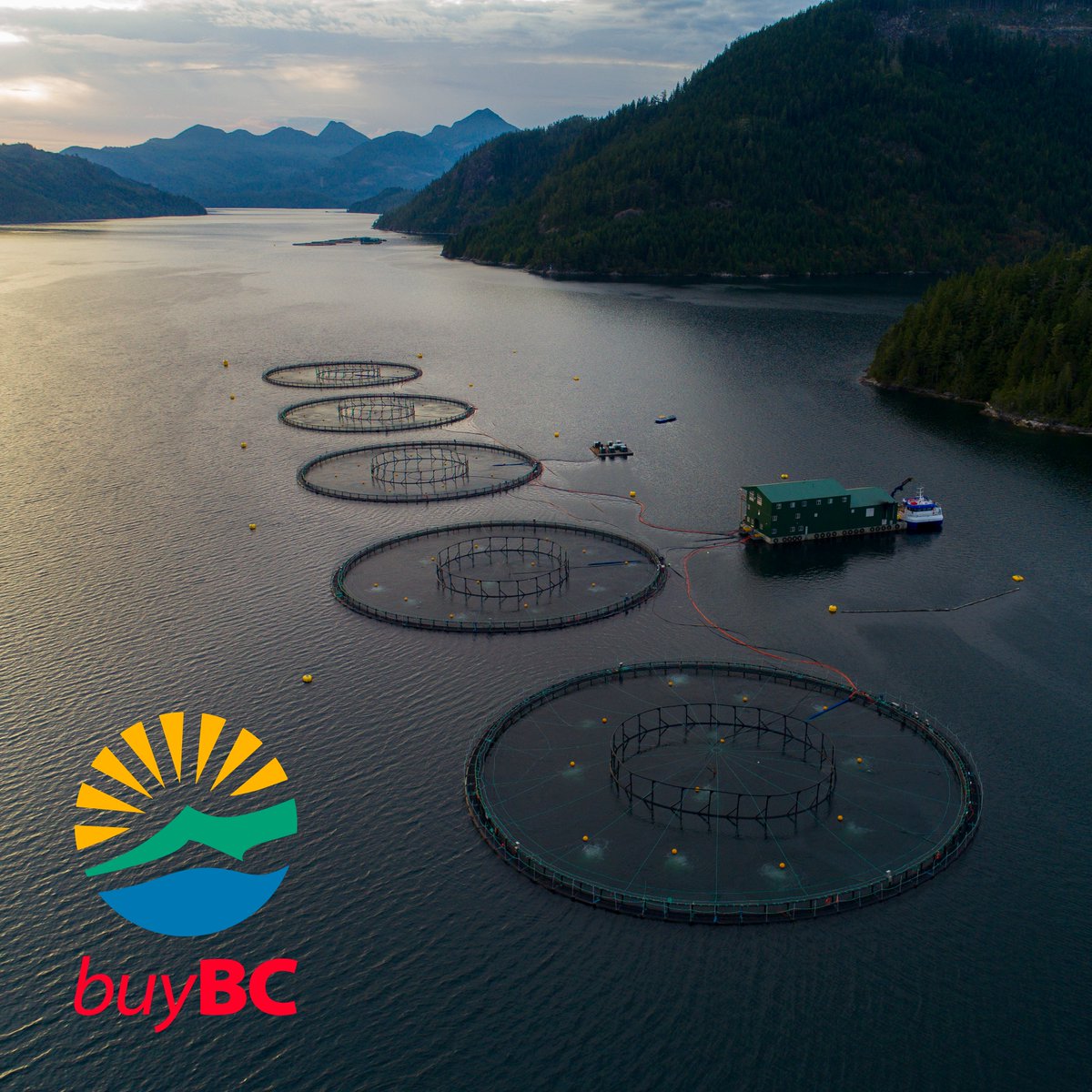 BCSalmonFarmers's tweet image. Supporting coastal communities and responsible farming practices, BC salmon farmers play an essential role in the vibrant marine culture of BC. Let&apos;s encourage a future where community and nourishment flourish side by side! 

#BuyBC @EatDrinkBuyBC #SupportLocal…