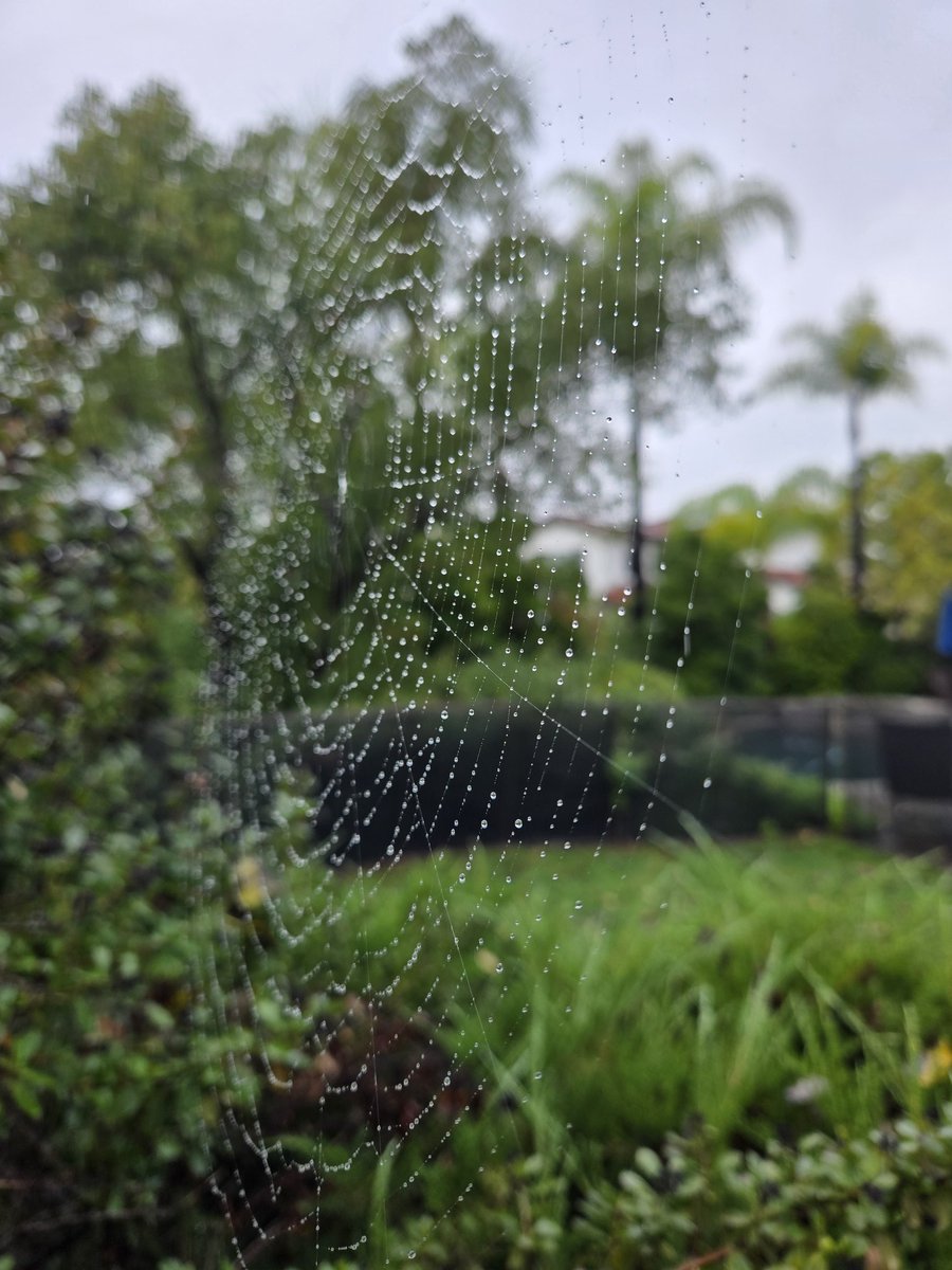 rmourpoppop's tweet image. My resident silk-weaver collecting sky tears #spiderweb