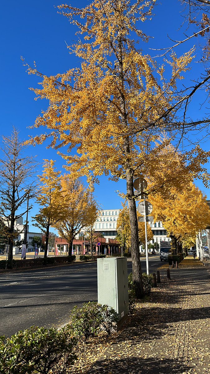お堀の辺り銀杏のでクセェのら