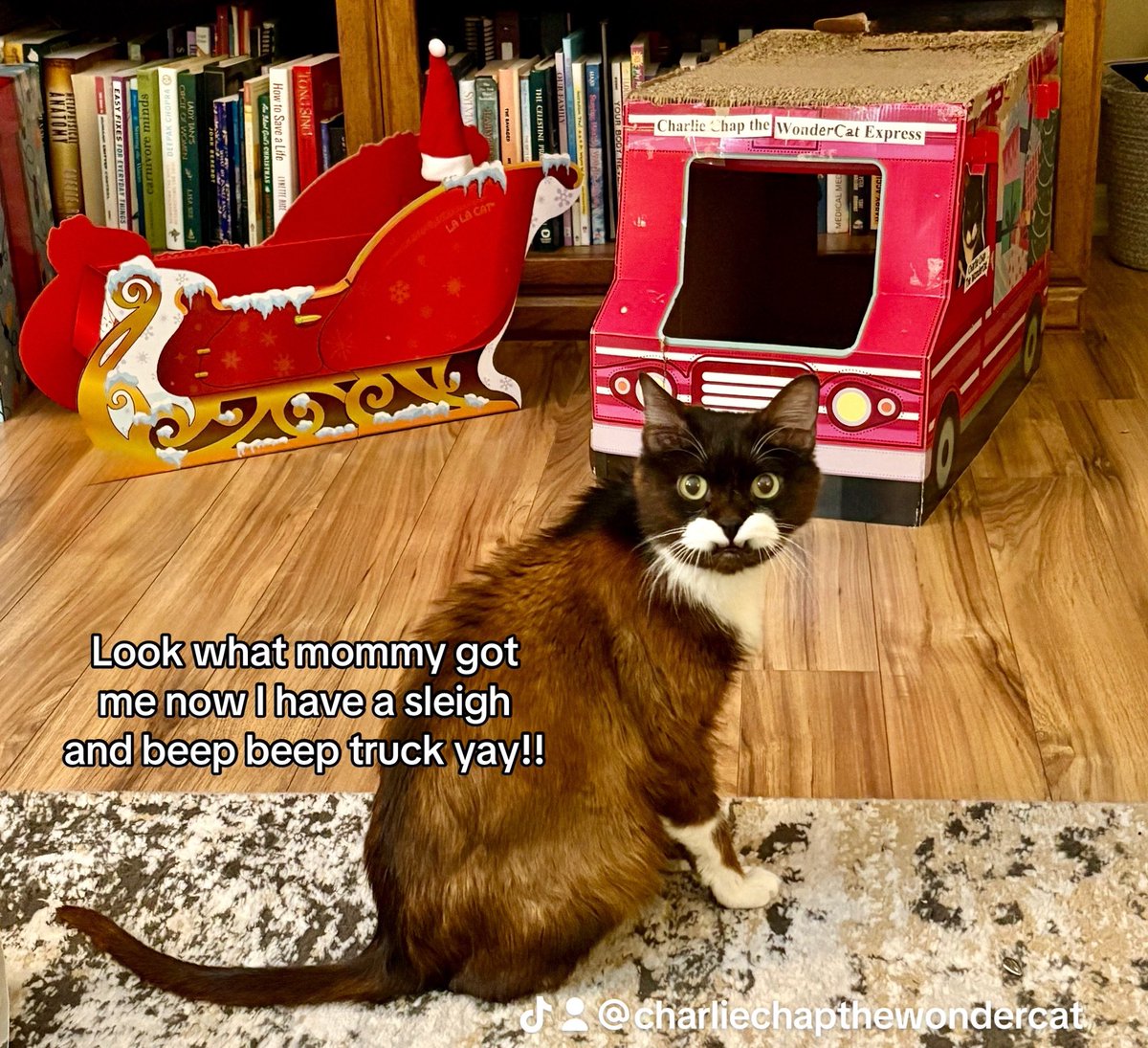meetcharliechap's tweet image. I got a sleigh and my beep beep truck yay!! Ready for mail! Special delivery! #HolidaySeason #cats #funny #CatLife #charliechaptwc #instagood #catstagram #CatLifeUSA #catsoftiktok #tredingvideo #catlover #catscatscats #BlackCat #love #beautiful ❤️❤️😺😺😺