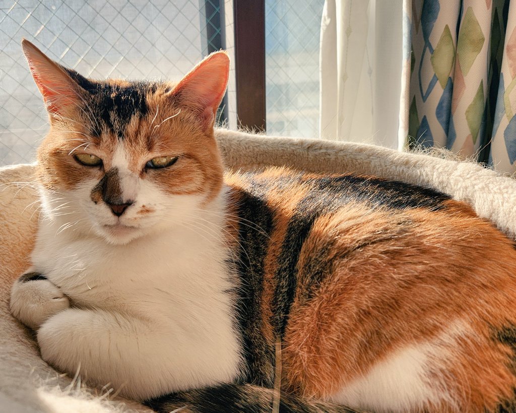 mogu_pero2's tweet image. 日向ぼっこ🌞  #保護猫  #猫のいる暮らし