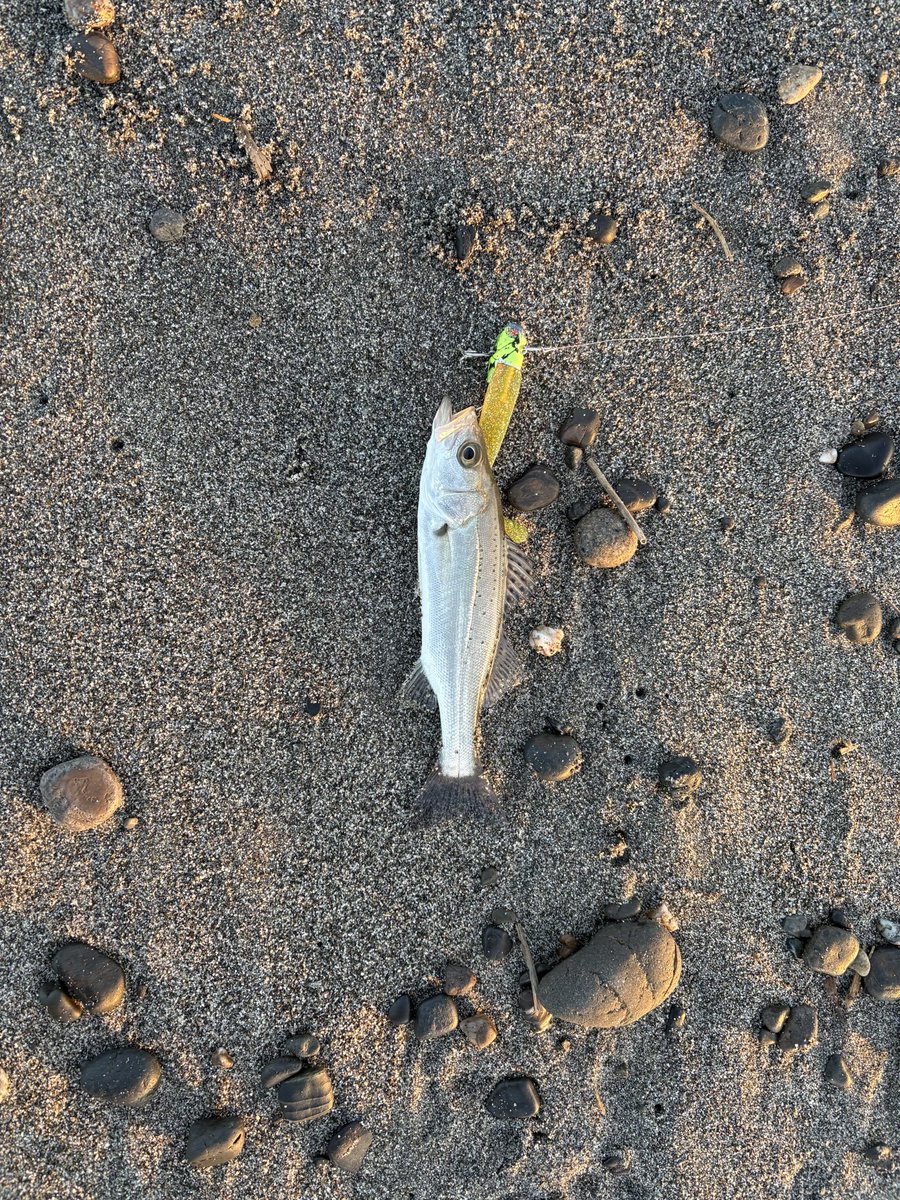 青物＆フラットを狙って久々に遠州サーフ来たけどいつも通り激チン😇
ベイトは結構ぴちゃぴちゃ遊んでたけど、、

でもチーバスちゃん遊んでくれて癒された🥹