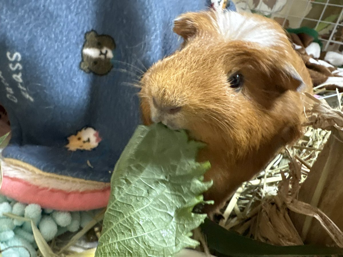 🎀くれぴ (✿´꒳` )

おはよ～( ˶˙ᵕ˙˶ )☀️
おるすばんがんばるねー