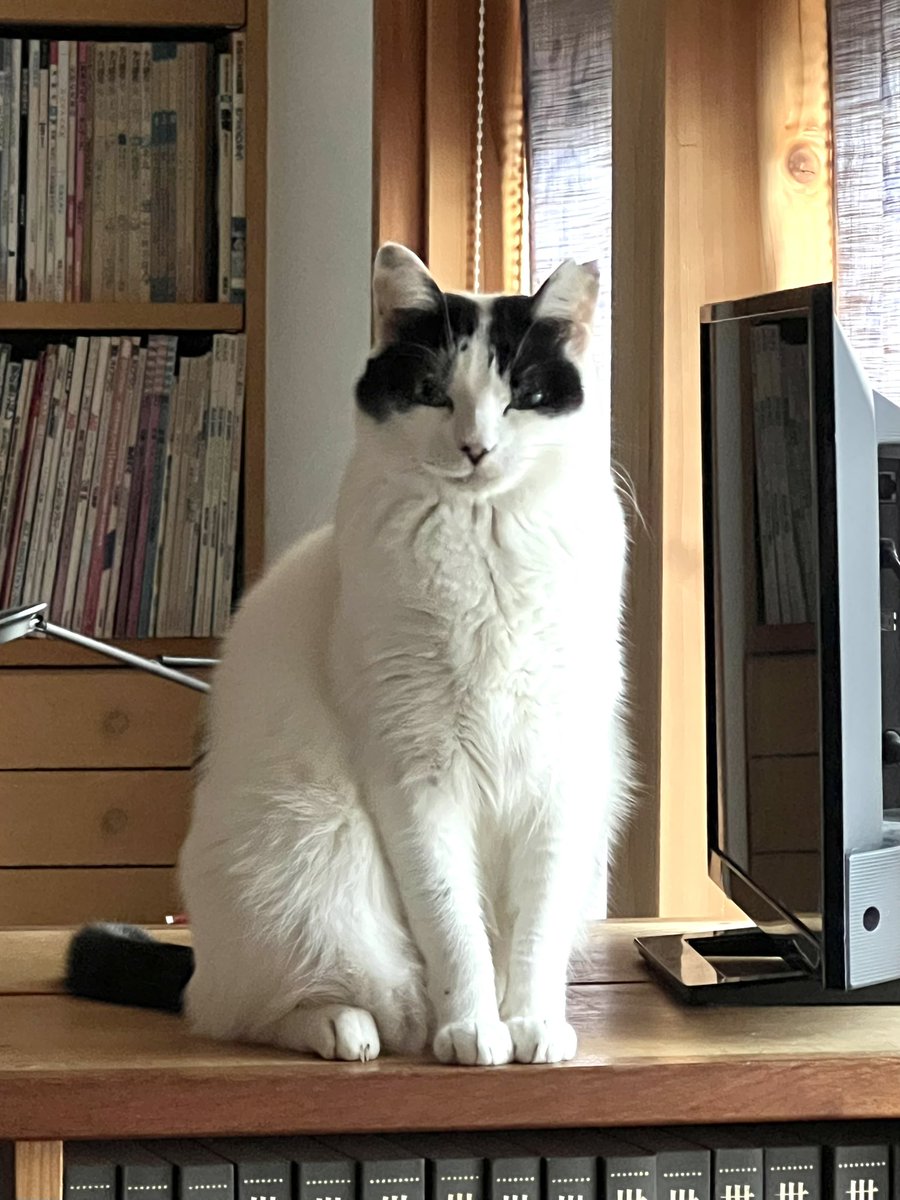 おはようございます。 静かに圧をかける猫。